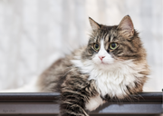 Quel âge a vraiment votre chat ? Comment calculer son âge humain !