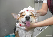 Donner un bain à son chien : guide pour un toilettage sans stress