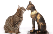 Les chats : 50 faits étonnants sur leurs comportements, superpouvoirs et secrets