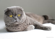 Scottish Fold : La boule de tendresse qui fait chavirer les cœurs
