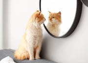 Les chats se reconnaissent-ils dans un miroir ? La vérité enfin révélée par la science !