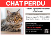 Retrouver un chat perdu : Le guide complet