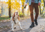 Mon chien aboie tout le temps : Pourquoi et comment y remédier ?