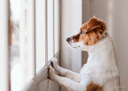 Les chiens ressentent-ils la mort ? Décryptage et émotions canines