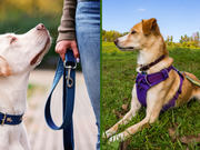 Collier ou Harnais : Le guide Paw Harmonny pour choisir le meilleur accessoire pour votre chien đ¶