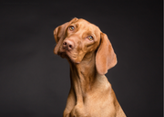 Comprendre la Communication entre l'Homme et le Chien