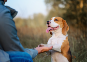 Éduquer son chiot avec le renforcement positif : un guide pratique