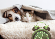 Perception du temps pour nos compagnons à quatre pattes