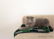 Les meilleures races de chats pour vivre en appartement : Le guide complet