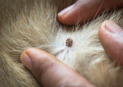 Tiques chez les chiens et chats : Dangers, maladies et solutions efficaces