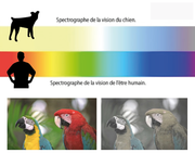 Comment les chiens voient-ils vraiment le monde ? Découvrez leur perception unique !