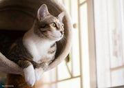 Pourquoi les chats aiment-ils les hauteurs ?