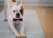 Un chien qui s’étire peut exprimer son bien-être ou un besoin physiologique.
