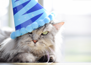3 Recettes de Gâteaux d’Anniversaire pour Chat : Poisson, Viande et Végétarien !