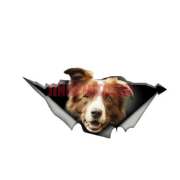 Sticker Border Collie marron et blanc - Décoration  pour voitures, fenêtres ou ordinateurs - PawHarmony