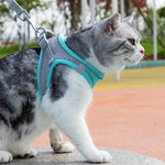 Set Harnais et Laisse pour Chien et Chat - Confort et Sécurité pour chat,bulldog, chihuahua et plus - PawHarmony