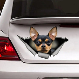 Stickers Chihuahua - Décoration durable pour voitures, motos ou accessoires - PawHarmony